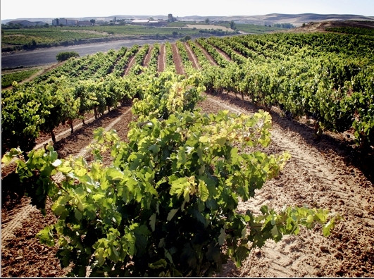 BODEGAS LÓPEZ CRISTÓBAL