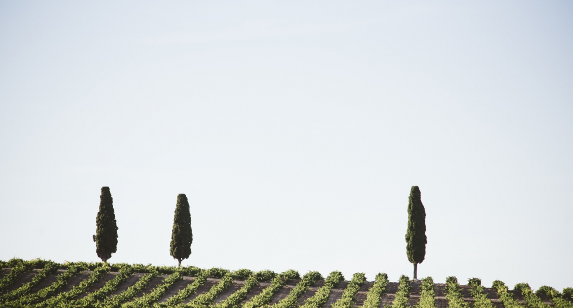 BODEGAS BALBÁS