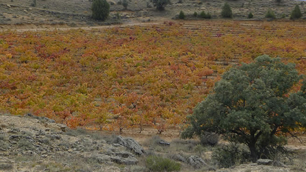 Bodegas DE BLAS SERRANO