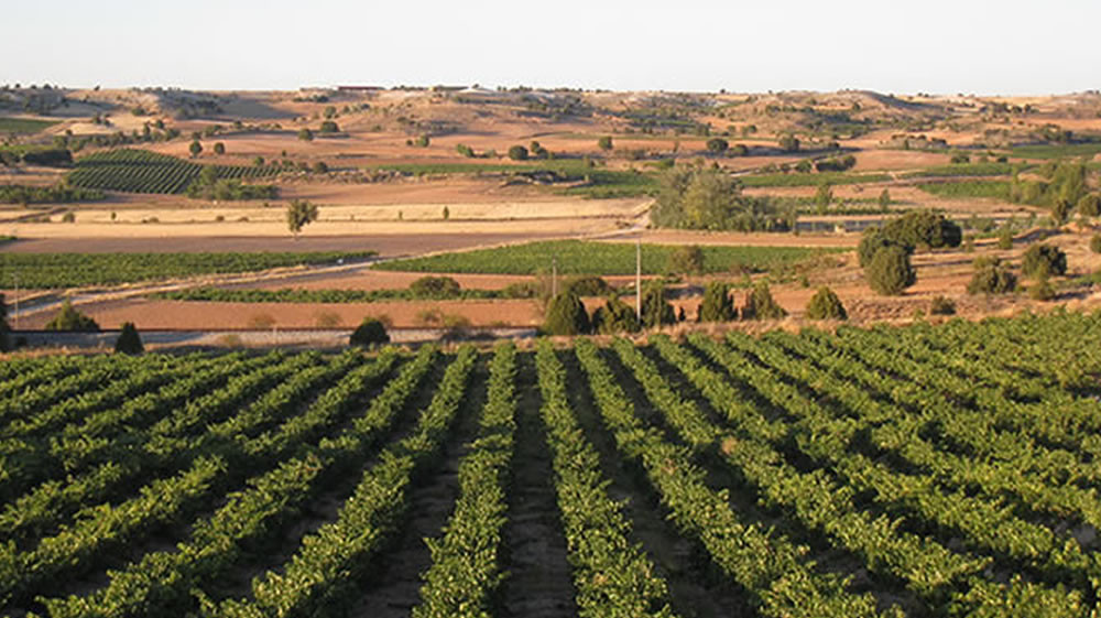 Bodegas DE BLAS SERRANO