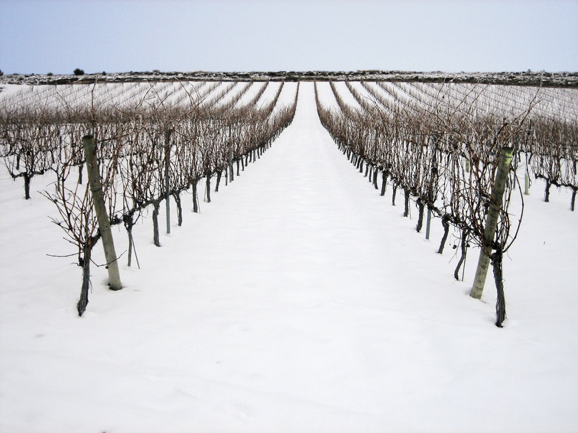 BODEGAS Y VIÑEDOS MONTEABELLÓN