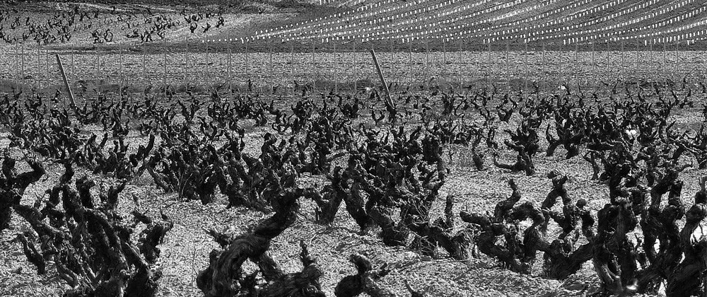 bodegas_dominio_de_cair_3.jpg Bodegas DOMINIO DE CAIR