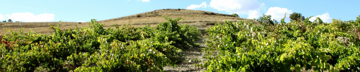 dr_-_vineyard_-_spring_2_-_l_copy2.jpg BODEGAS BAJO DURATÓN