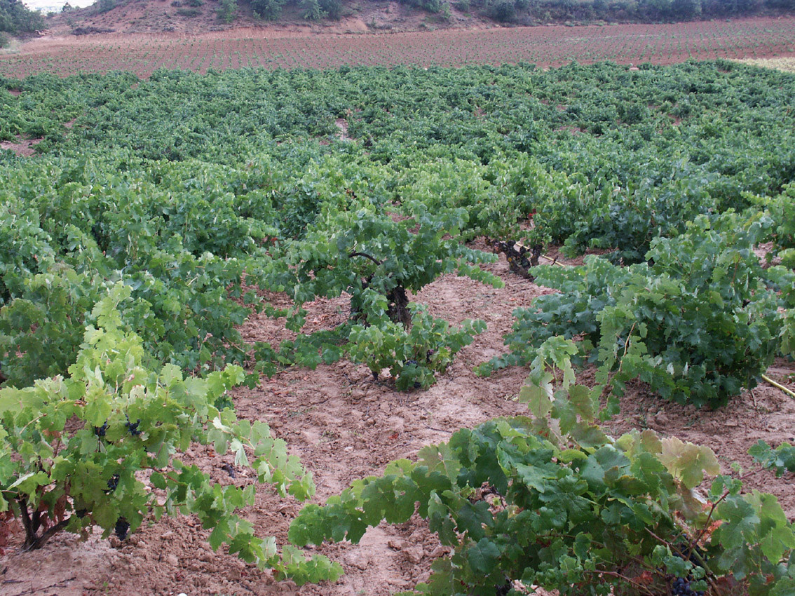 dr_-_vineyard_-_summer_-_l.jpg BODEGAS BAJO DURATÓN