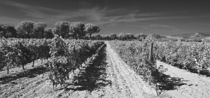 Bodegas VEGACLARA