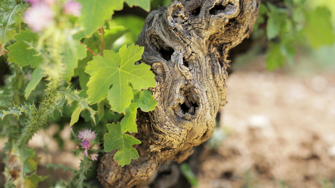 BODEGAS MALACUERA