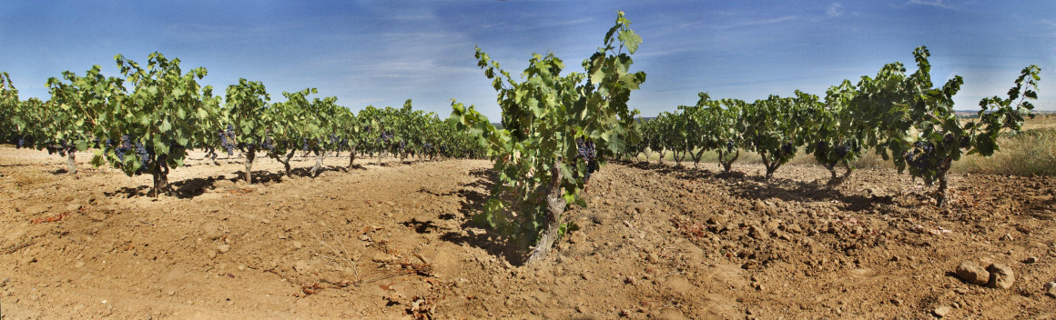 panoramica_vinedos_01.jpg BODEGA SAN ROQUE