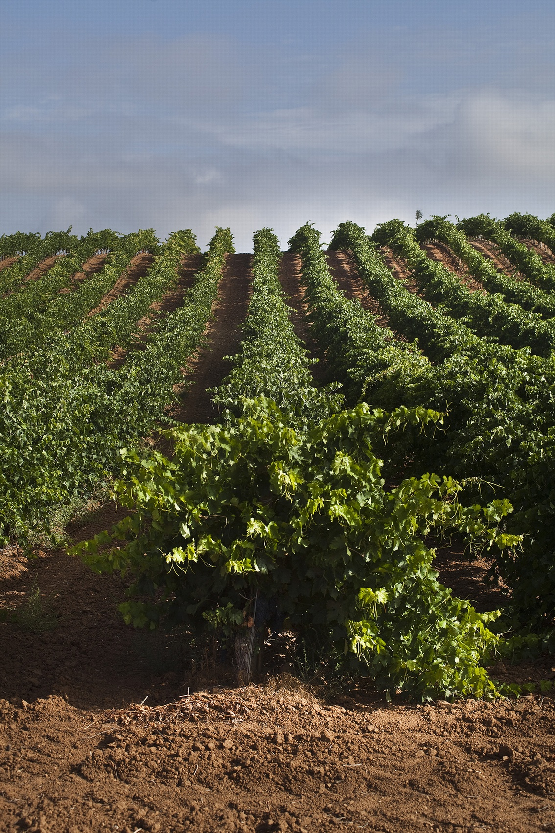 BODEGAS PASCUAL