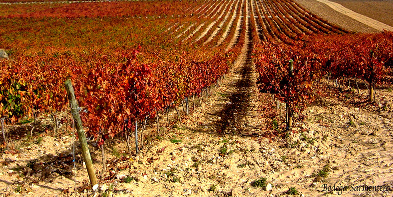 Bodegas MARÍA AMPARO REPISO VALLEJO