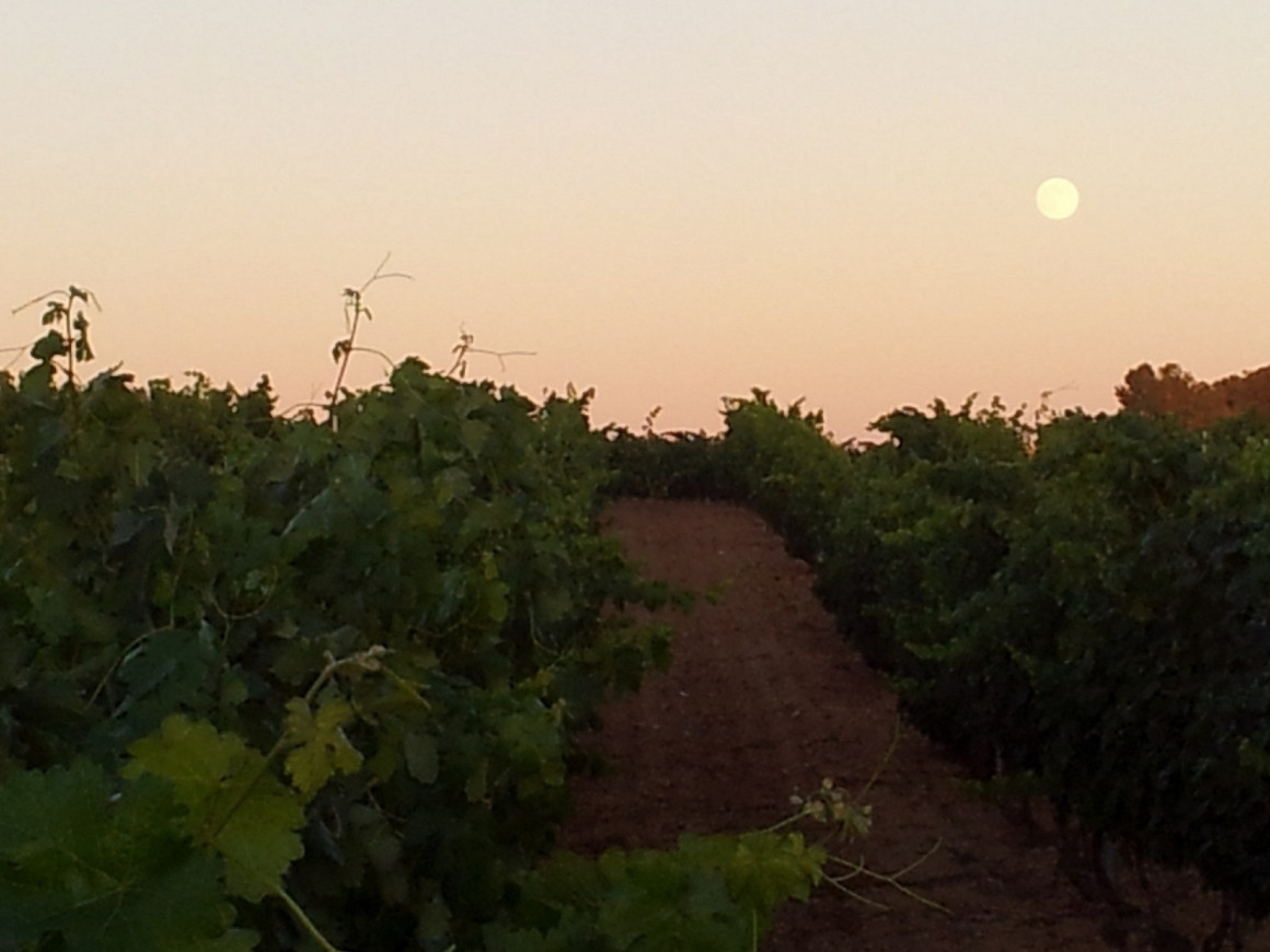 Bodegas FERCYSER