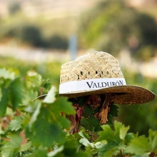 BODEGAS VALDUBÓN