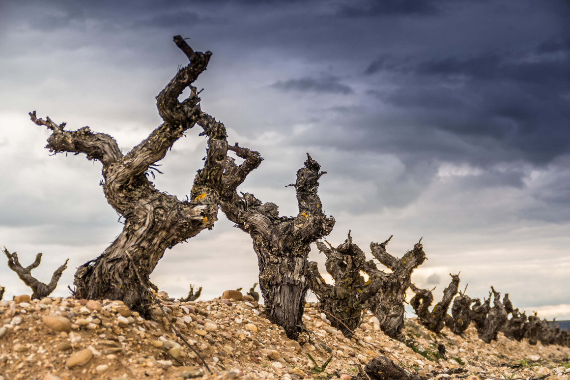 Ribera del Duero, región recomendada para visitar según ‘The Washington Post’