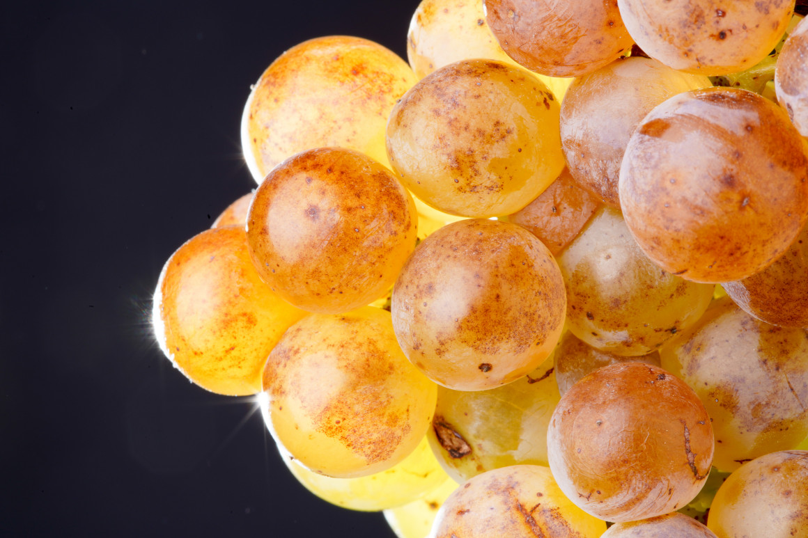 Ribera del Duero presentará sus vinos blancos en Madrid Fusión