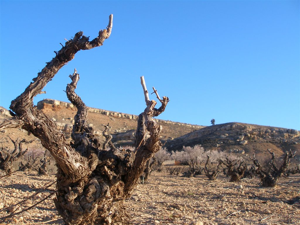 Viñas viejas de Soria