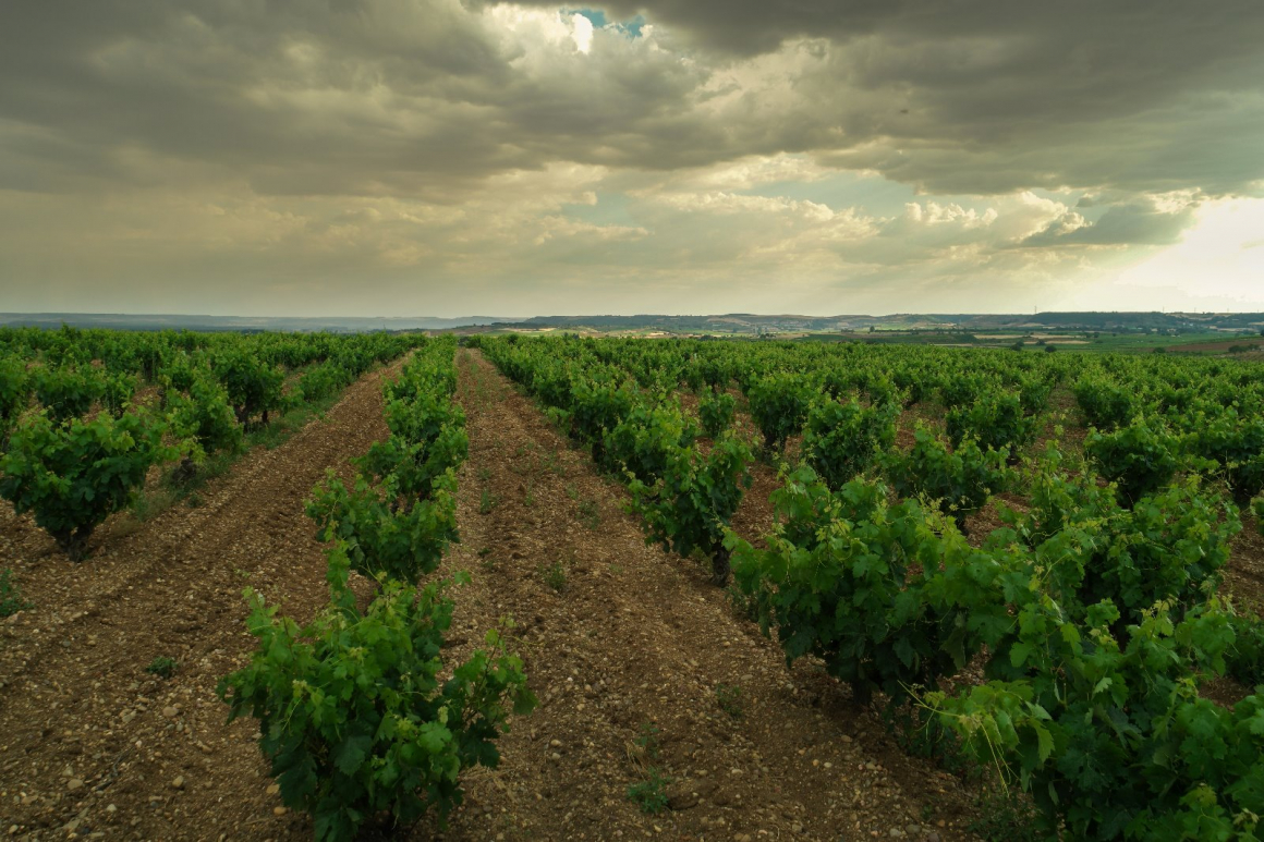 Ofertas de empleo para la campaña de vendimias 2020