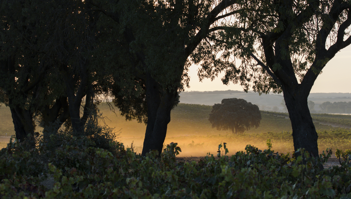 Viñedos de Bodegas LA HORRA