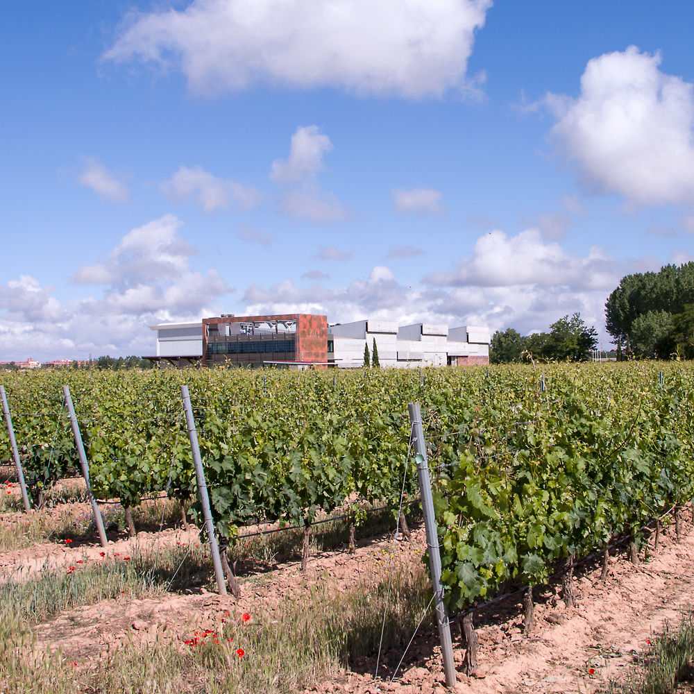 Bodega y Viñedos Martín Berdugo, Viñedo y Bodega