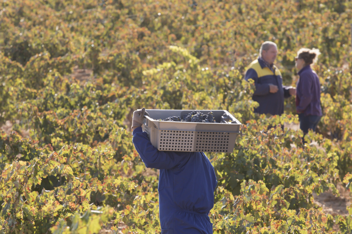 Vendimia a mano y en cajas en Bodegas LA HORRA