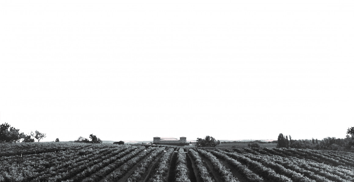 Panorámica bodega Pagos de Anguix