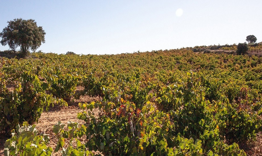 La bodega es propietaria de tres hectáreas de viñas en vaso en el Pago de Santa Cruz, protegidas de forma natural contra la climatología adversa, a una altitud de unos 860 metros que son un tesoro vitícola, la mejor garantía para obtener la calidad que FERRATUS Sensaciones exige