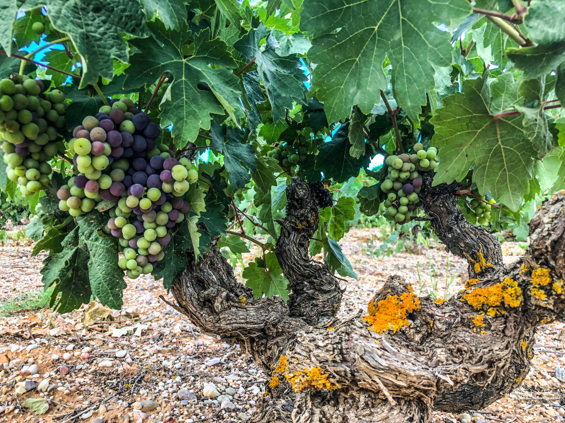 Viñas viejas Señorío de Villálvaro