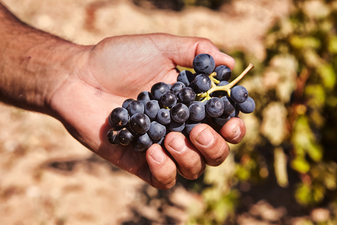 NEXUS BODEGAS RIBERA DEL DUERO