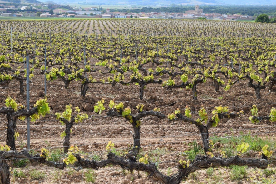 Viñedos Pesquera de Duero Bodegas Federico