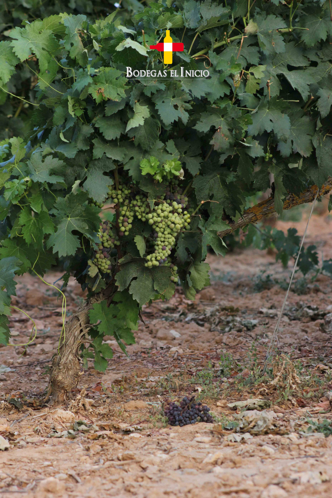 viñedo_BEI_verano_envero.jpg Bodegas el Inicio Ribera del Duero viñedo envero uvas