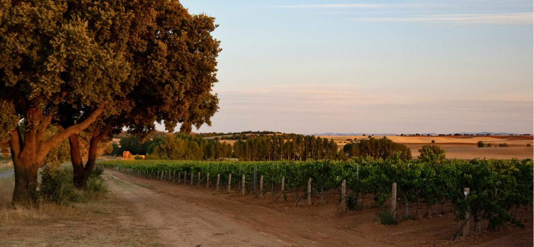 DE POSTÍN BODEGA Y VIÑEDOS