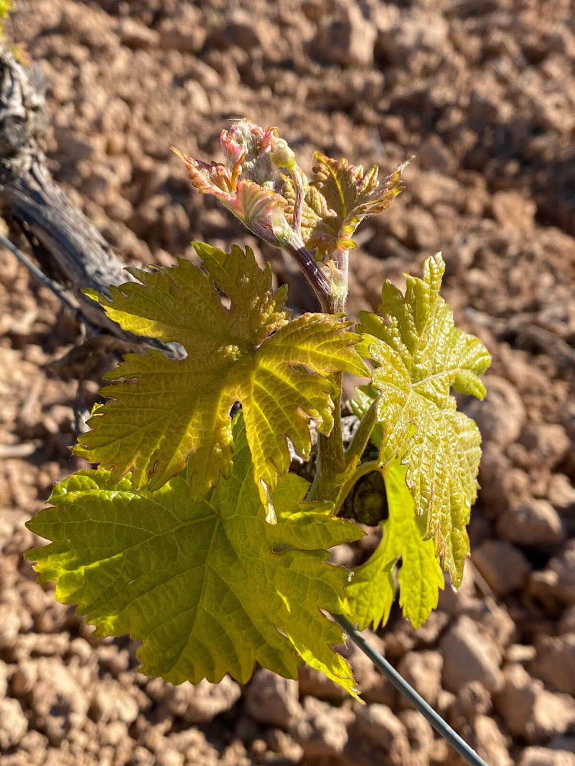 Viticultura Ribera del Duero