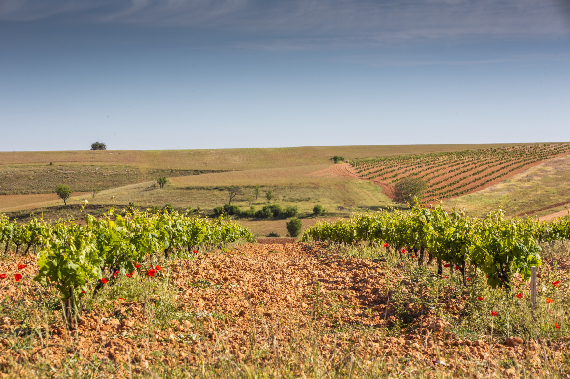 Foto 18 (TERRUÑO)-Los-pajaros-Fuentenebro-1_MG_2252_0.jpg
