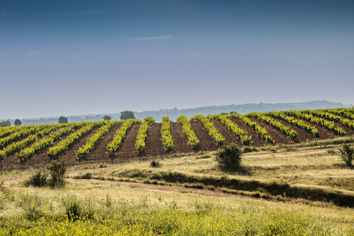 Foto 20 (TERRUÑO)-El-Tallar-Perico-Honrubia-de-la-cuesta-2_DSC3664_0.jpg
