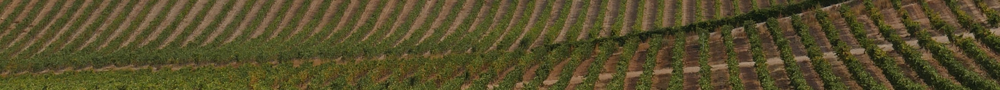 Viñedos Ribera del Duero