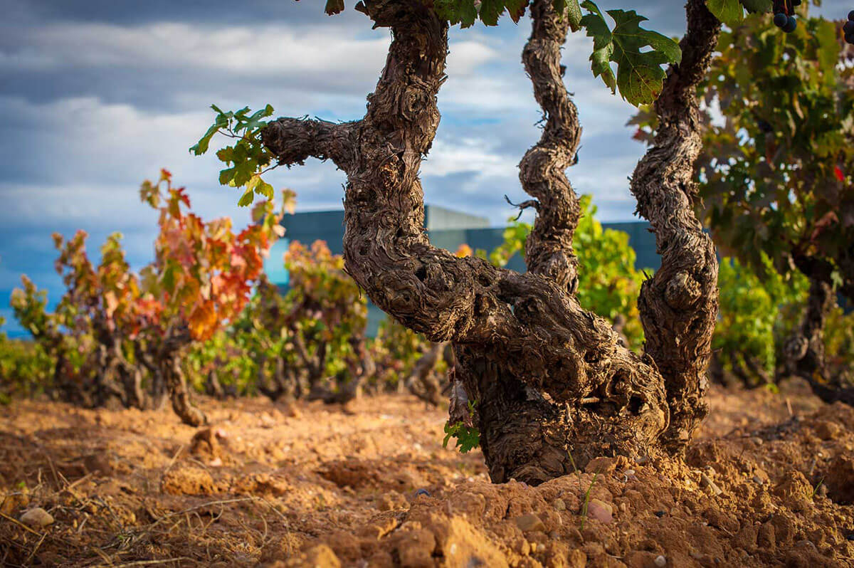 Viñedo Ribera del Duero