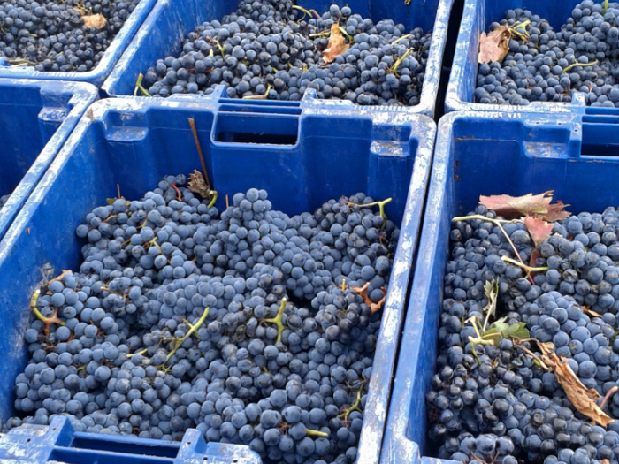 Bodegas DEHESA VALDELAGUNA