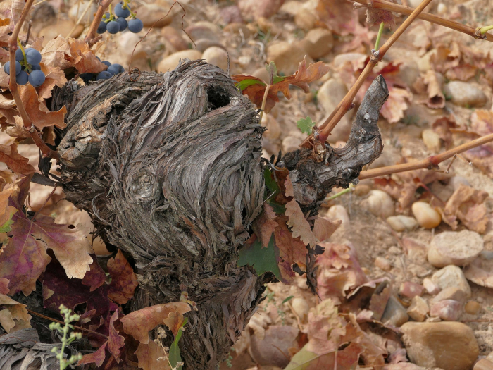 Ribera del Duero