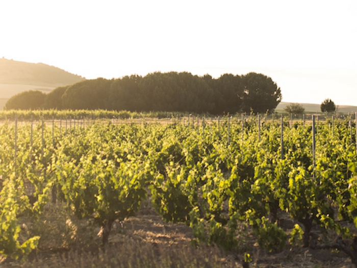 Bodegas VIÑEDOS ALONSO DEL YERRO