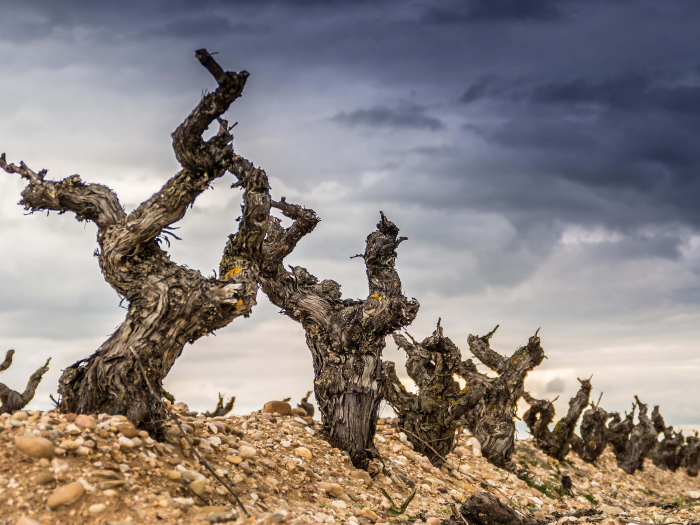 Ribera del Duero, región recomendada para visitar según ‘The Washington Post’