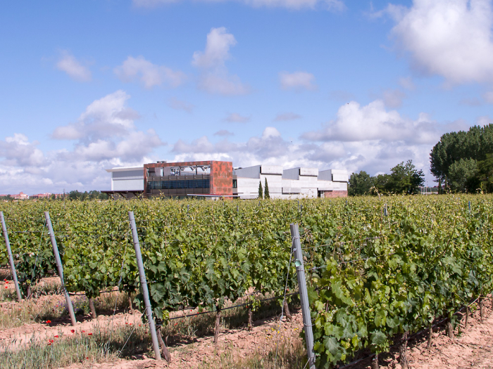 Bodega y Viñedos Martín Berdugo, Viñedo y Bodega